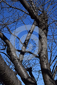 Trunk of cherry trees