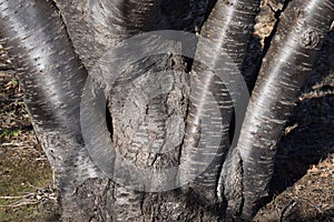 Trunk of cherry trees