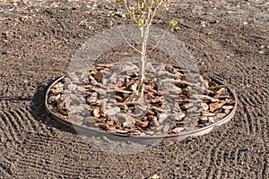 Trunk circles around garden plants are mulched with pine bark as protection from soil drying. Planting or growing trees with