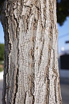 Trunk close up of Pistacia lentiscus shrub