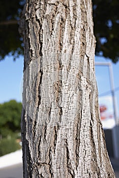 Trunk close up of Pistacia lentiscus shrub