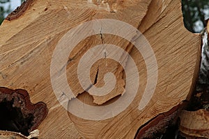 Trunk close-up uneven saw cut end of log annual rings background beige
