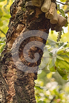 Trunk of a cork tree close-up. Quercus suber L.