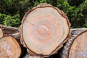 Trunk cross section of a 70 year old Douglas fir, Pseudotsuga menziesii,
