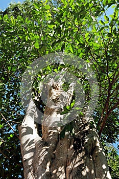 Trunk and crown of tropical walking ficus, banyan tree