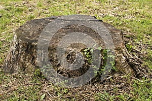 Trunk of cut down big tree