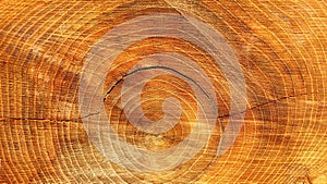 Trunk cut from a tree with the detail of the rings in the wood