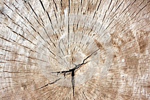 Trunk cutting, Wooden surface background