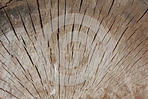 Trunk cutting, Wooden surface background