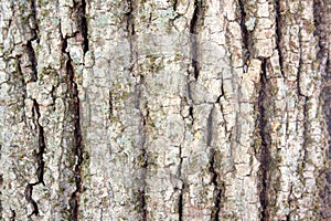 Trunk cutting, Wooden surface background