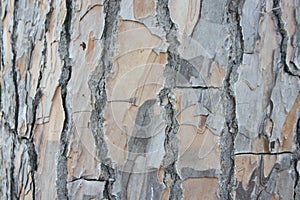Trunk cutting, Wooden surface background