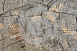 Trunk cutting, Wooden surface background