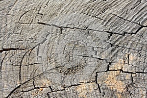 Trunk cutting, Wooden surface background