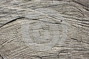 Trunk cutting, Wooden surface background