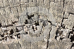 Trunk cutting, Wooden surface background