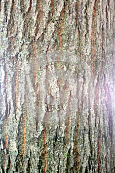 Trunk cutting, Wooden surface background photo