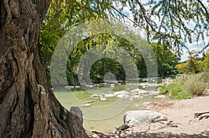 The trunk of cypress tree on the foreground and the river on background in Pedernales Falls national park in Texas