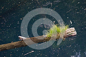 Trunk of dead tree floating in the Arco Iris lagoon. photo