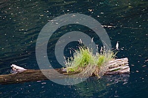 Trunk of dead tree floating in the Arco Iris lagoon. photo