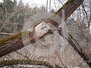 The trunk of a deciduous tree with the bark eaten away and the marks of sharp beaver teeth on a cloudy winter day near the river i