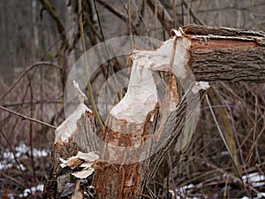 The trunk of a deciduous tree with the bark eaten away and the marks of sharp beaver teeth on a cloudy winter day near the river i