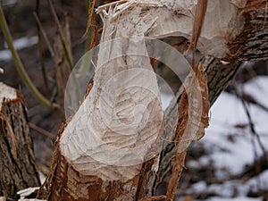 The trunk of a deciduous tree with the bark eaten away and the marks of sharp beaver teeth on a cloudy winter day near the river i