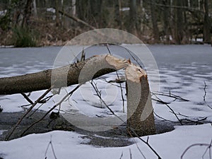 The trunk of a deciduous tree with the bark eaten away and the marks of sharp beaver teeth on a cloudy winter day near the river i