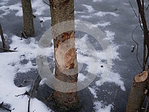 The trunk of a deciduous tree with the bark eaten away and the marks of sharp beaver teeth on a cloudy winter day near the river i