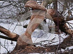 The trunk of a deciduous tree with the bark eaten away and the marks of sharp beaver teeth on a cloudy winter day near the river i
