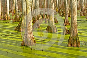 Trunk Details in a Cypress Swamp