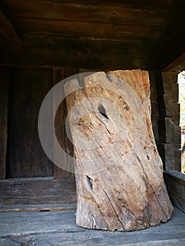 Trunk of dry tree and ruptured