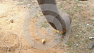 Trunk of an elephant close-up picks up pineapples from the ground. Elephant farm. Thailand