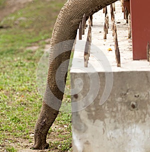 Trunk of an elephant in nature