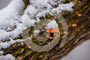 The trunk of an elm attacked by parasites. The texture of the bark of Ulmus carpinifolia in the winter season