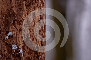 The trunk of an elm attacked by parasites. The texture of the bark of Ulmus carpinifolia in the winter season