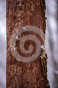 The trunk of an elm attacked by parasites. The texture of the bark of Ulmus carpinifolia in the winter season