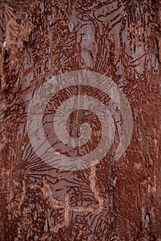 The trunk of an elm attacked by parasites. The texture of the bark of Ulmus carpinifolia in the winter season