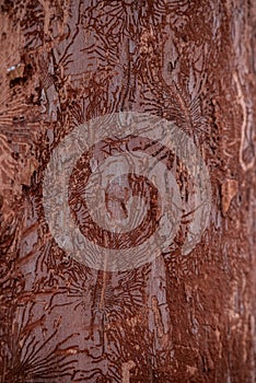 The trunk of an elm attacked by parasites. The texture of the bark of Ulmus carpinifolia in the winter season