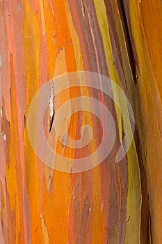 Trunk of eucalyptus tree