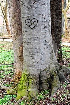 trunk of a european beech (Fagus Sylvatica) in the bark is carved a heart