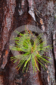 Trunk of a European larch tree - Larix decidua - covered with a cracked bark, with a freshly frown green shoot in a mixed forest