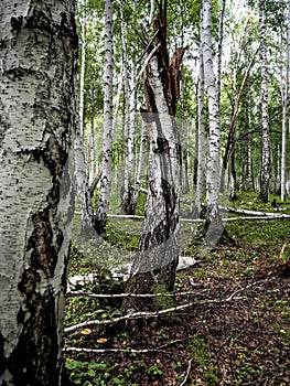 the trunk of a fallen old ruined tree in the forest among the green grass