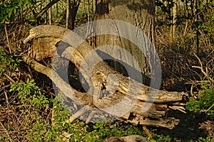 Trunk of a fallen tre in the forest