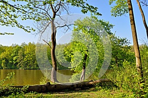 Trunk of a fallen tree in a forest lake water