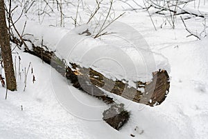 The trunk of a felled tree covered with snow in winter forest