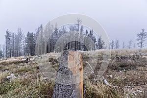 Trunk of a felled tree and surroundings during the first snow falling on the yellow grass in the background a snowy forest in the