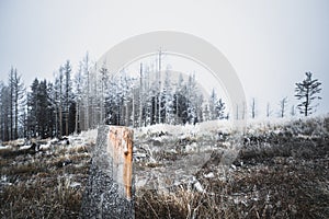 Trunk of a felled tree and surroundings during the first snow falling on the yellow grass in the background a snowy forest in the