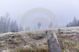 Trunk of a felled tree and surroundings during the first snow falling on the yellow grass in the background a snowy forest in the