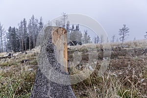 Trunk of a felled tree and surroundings during the first snow falling on the yellow grass in the background a snowy forest in the