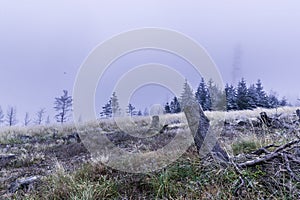Trunk of a felled tree and surroundings during the first snow falling on the yellow grass in the background a snowy forest in the